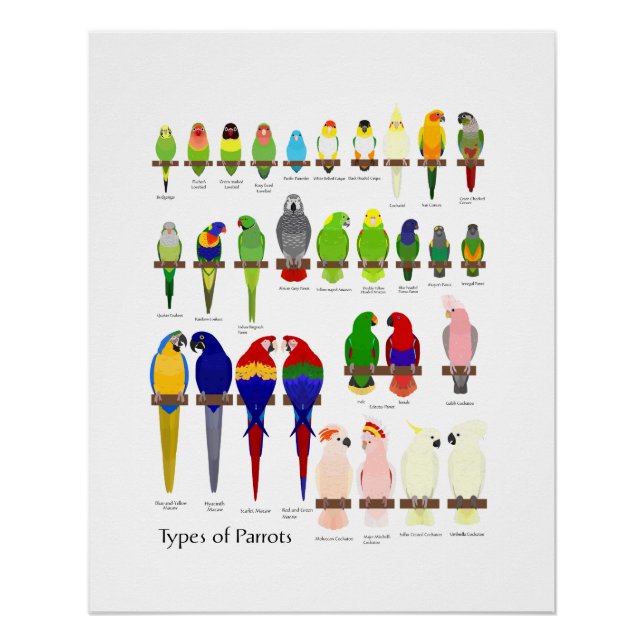 popular pet parrots types chart (Vorderseite)