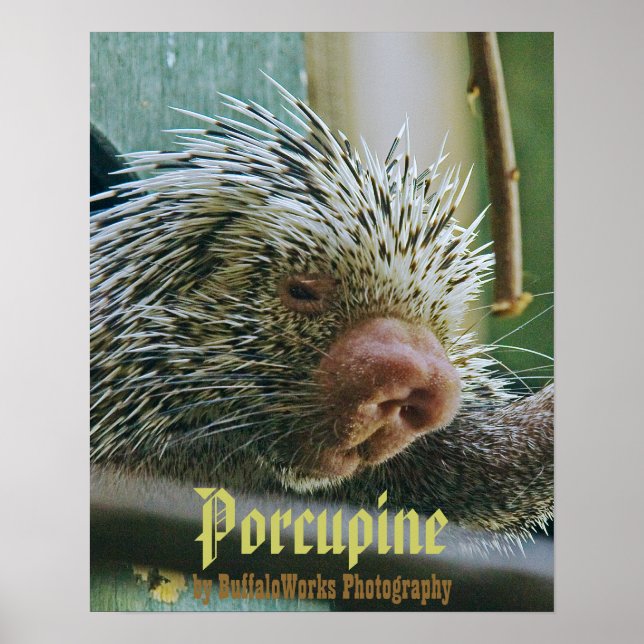 Porcupine 2 Poster (Vorne)