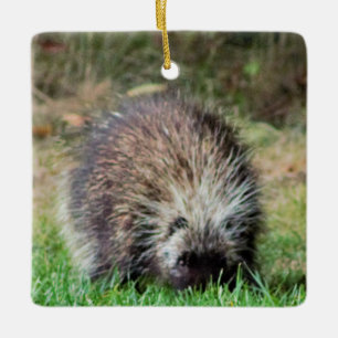 Porcupine bei Ricketts Glenn Keramikornament