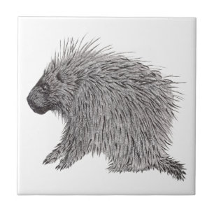 Porcupine Fliese
