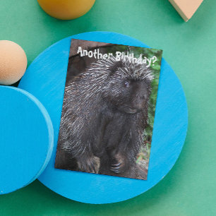 Porcupine Foto Funny Birthday Karte