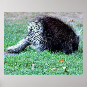 Porcupine Foto Poster