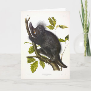 Porcupine in Nordamerika oder Kanada von Audubon Karte