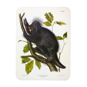 Porcupine in Nordamerika oder Kanada von Audubon Magnet
