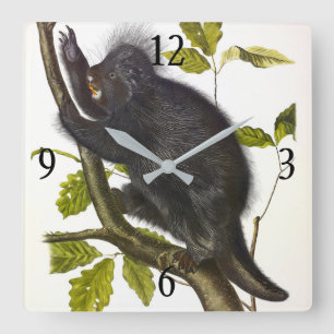 Porcupine in Nordamerika oder Kanada von Audubon Quadratische Wanduhr