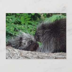 Porcupine - Mama und Baby Postkarte
