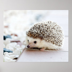Porcupine Poster