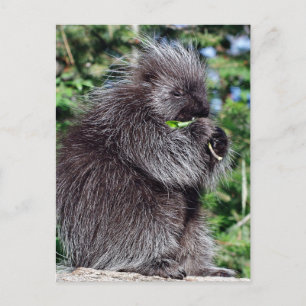 Porcupine Postkarte
