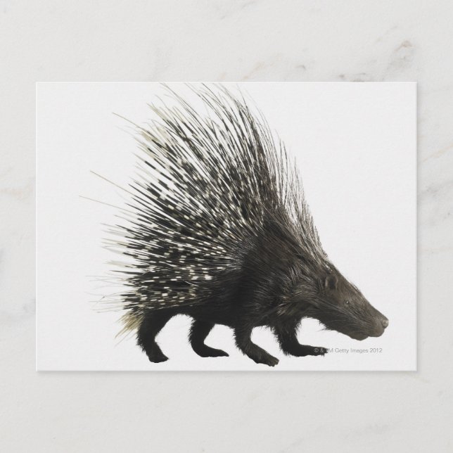Porcupine Postkarte (Vorderseite)