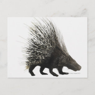 Porcupine Postkarte
