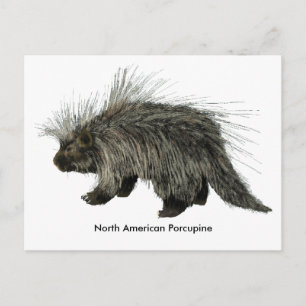 Porcupine Postkarte