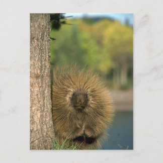 Porcupine Postkarte