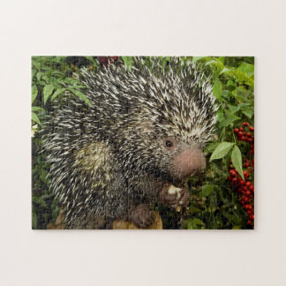 Porcupine Puzzle