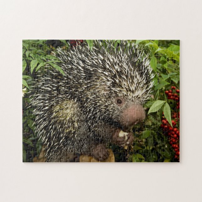 Porcupine Puzzle (Horizontal)