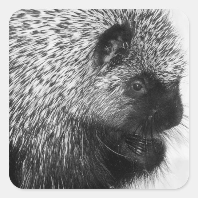Porcupine Quadratischer Aufkleber (Vorderseite)