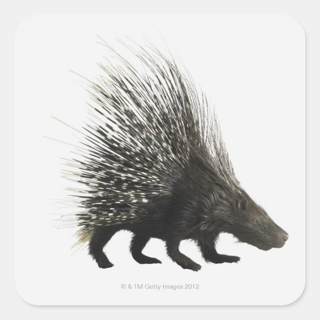 Porcupine Quadratischer Aufkleber (Vorderseite)