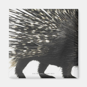 Porcupine-Quillen Magnet