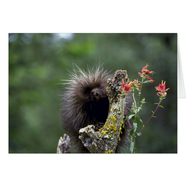 Porcupine-Summer-youngster (Vorderseite (Horizontal))