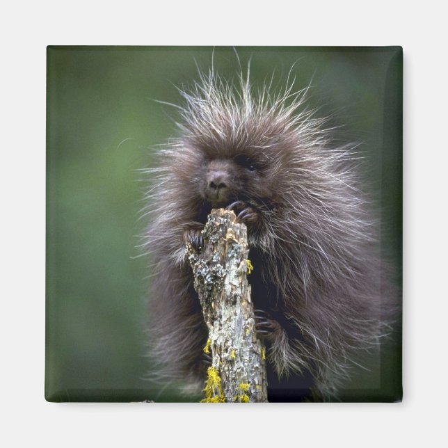 Porcupine-Summer-youngster Magnet (Vorne)