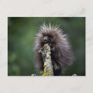 Porcupine-Summer-youngster Postkarte