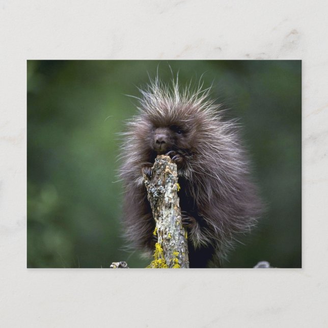 Porcupine-Summer-youngster Postkarte (Vorderseite)