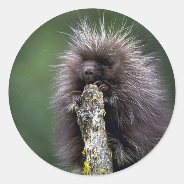 Porcupine-Summer-youngster Runder Aufkleber (Vorderseite)