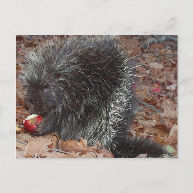 Porcupine und Apple Postkarte (Vorderseite)