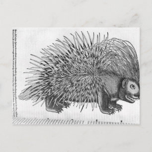 Porcupine, von "Historium Animalium" Postkarte