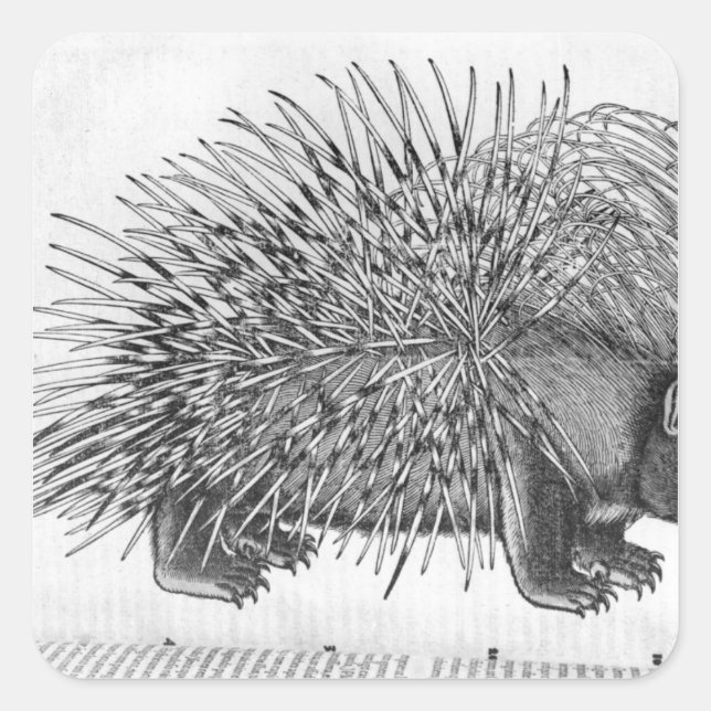 Porcupine, von "Historium Animalium" Quadratischer Aufkleber (Vorderseite)