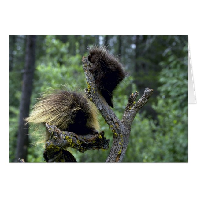 Porcupines-Summer-Mom mit Jugendlichen (Vorderseite (Horizontal))