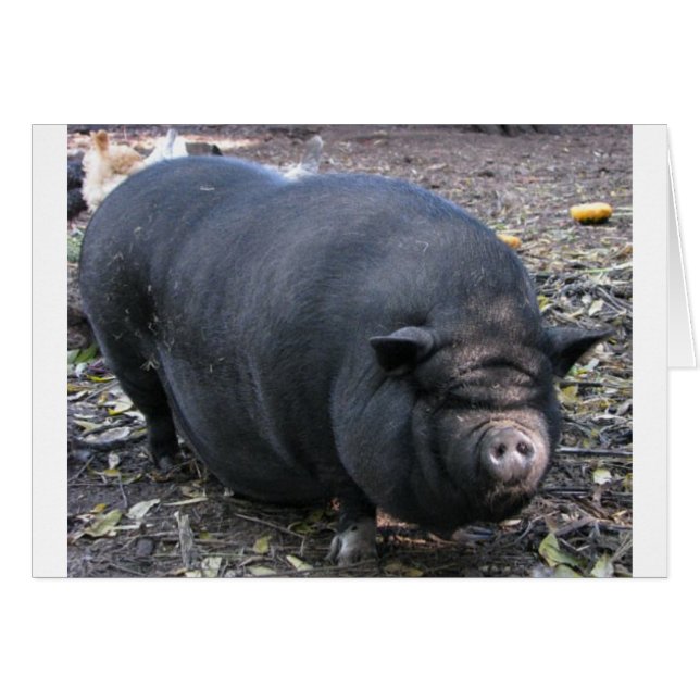 PORKER (Vorderseite (Horizontal))
