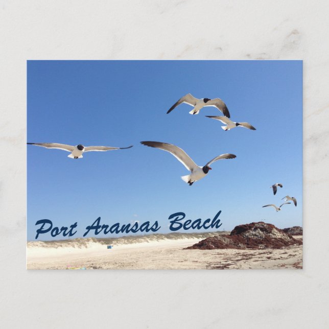 Port Aransas Beach Seagull Fotografie Hübsch Postkarte (Vorderseite)