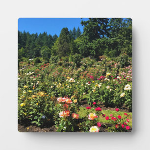 Portland Rose Garden, OR Fotoplatte