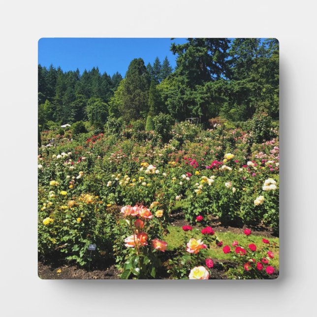 Portland Rose Garden, OR Fotoplatte (Vorderseite)