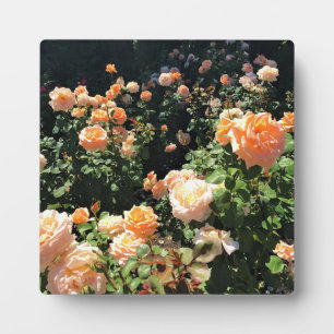 Portland Rose Garden, OR Fotoplatte