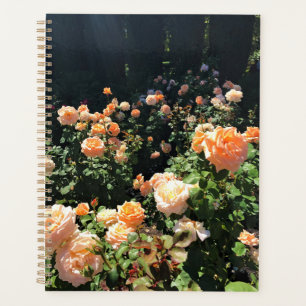 Portland Rose Garden, OR Planer