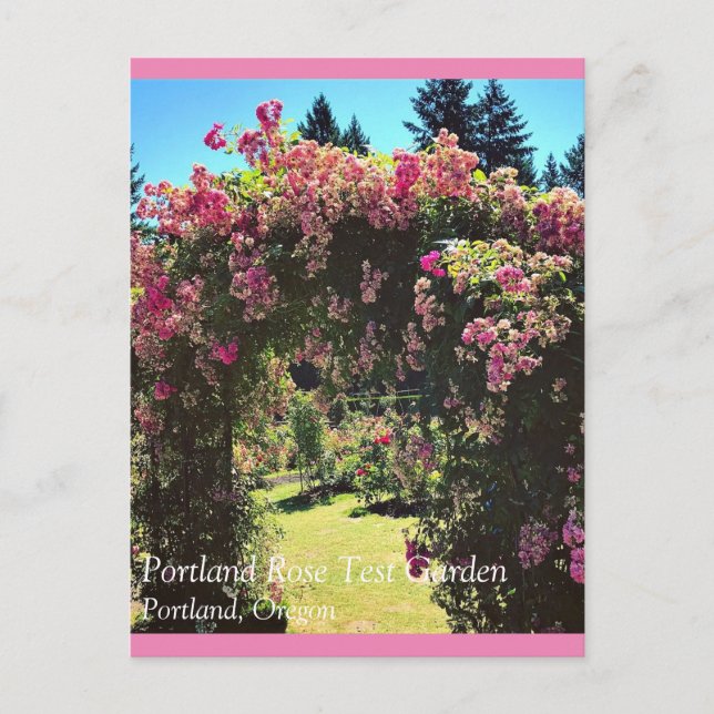 Portland Rose Garden, OR Postkarte (Vorderseite)