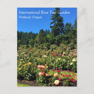 Portland Rose Garden, OR Postkarte