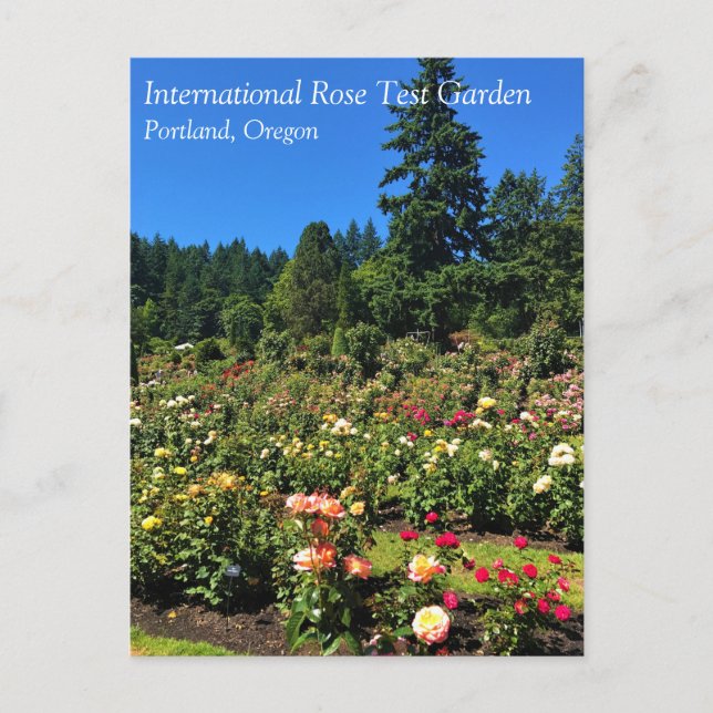 Portland Rose Garden, OR Postkarte (Vorderseite)