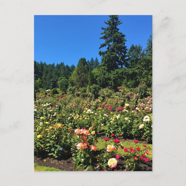 Portland Rose Garden, OR Postkarte (Vorderseite)