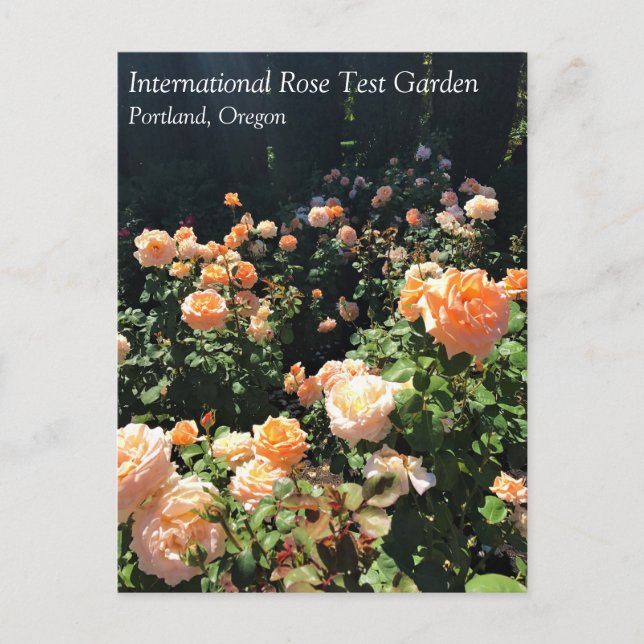 Portland Rose Garden, OR Postkarte (Vorderseite)