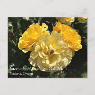 Portland Rose Garden, OR Postkarte