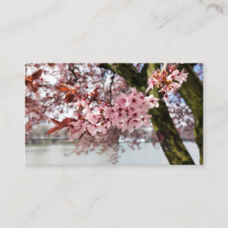 Portlands rosa Embrace: Cherry Blossom Serenity Visitenkarte