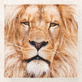 Portrait "African Lion Wildlife Animal Closeup" Glasuntersetzer
