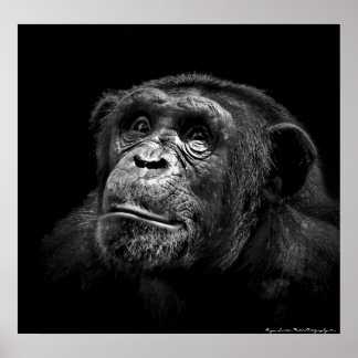 Portrait "Captive Exposure" Wildlife Chimp Artwork Poster