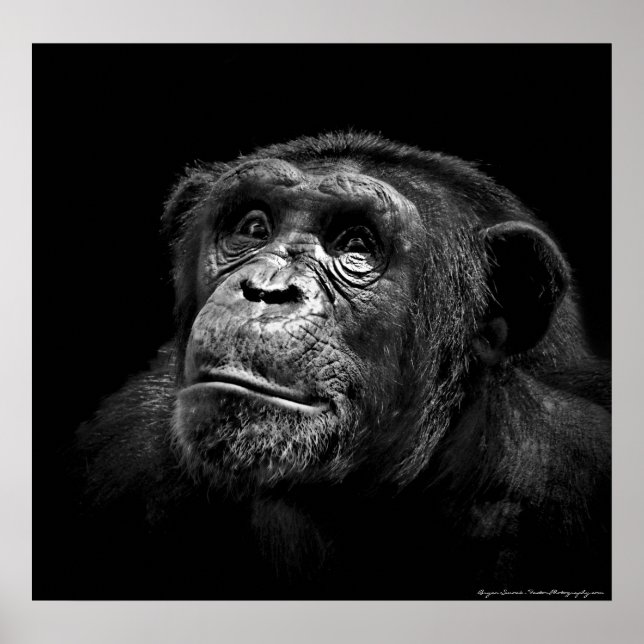 Portrait "Captive Exposure" Wildlife Chimp Artwork Poster (Vorne)