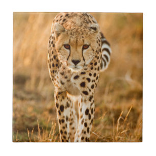 Portrait Cheetah (Acinonyx Jubatus), Massai Fliese