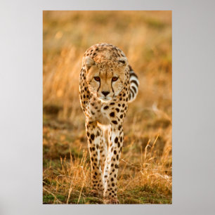 Portrait Cheetah (Acinonyx Jubatus), Massai Poster