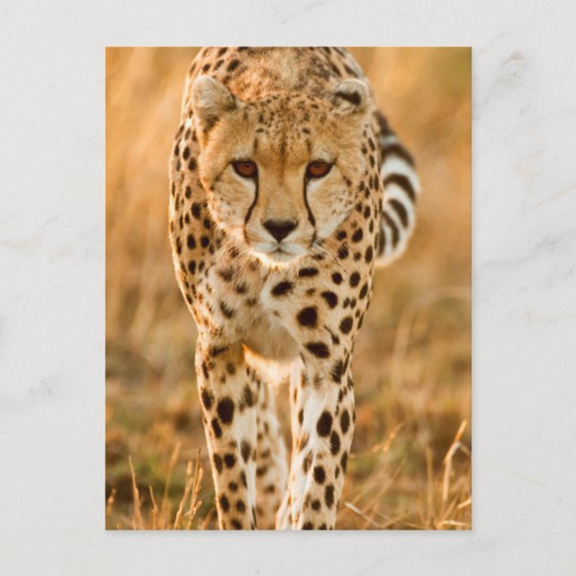 Portrait Cheetah (Acinonyx Jubatus), Massai Postkarte (Vorderseite)