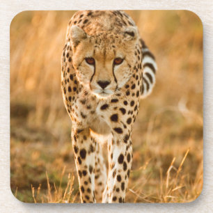 Portrait Cheetah (Acinonyx Jubatus), Massai Untersetzer